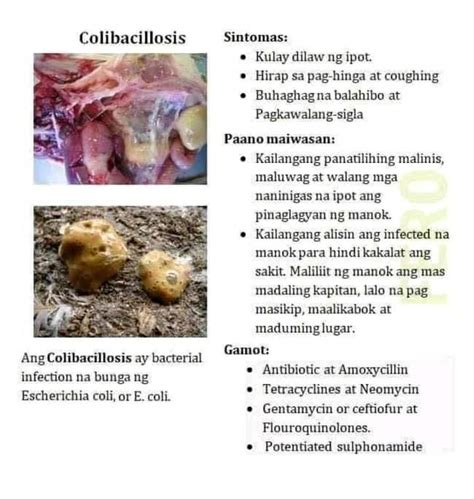 CJ manok panabong tips para sa baguhan .